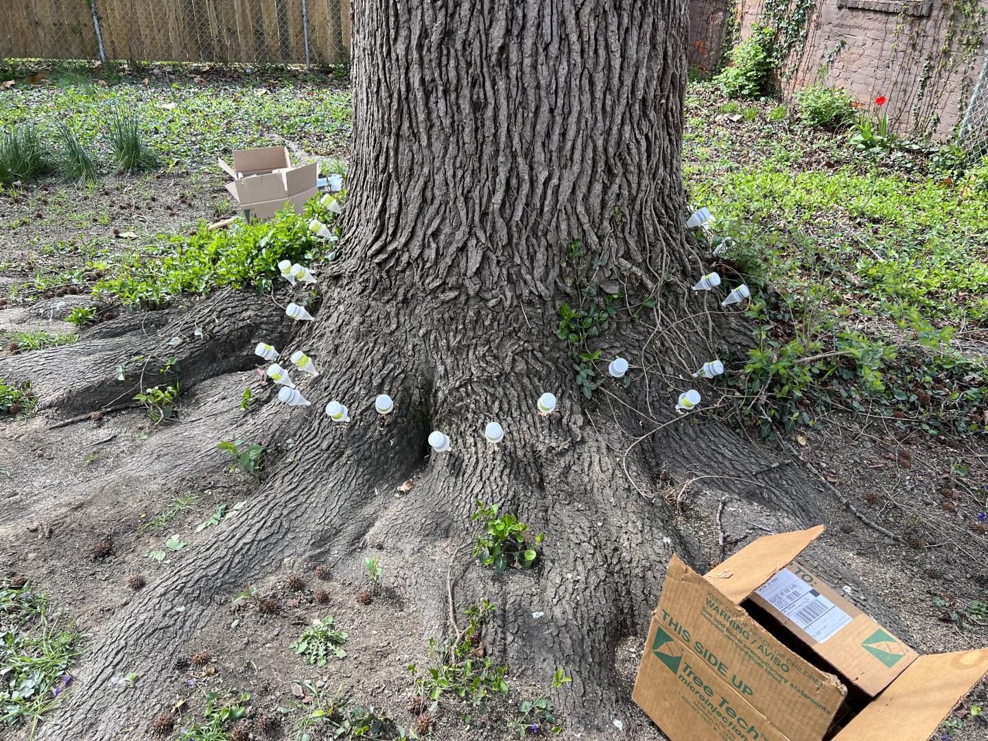 Injecting a growth regulator, similar to a hormone, reduces the tree flowers' ability to produce pollen. The treatment results can vary in the degree of seed suppression depending on the tree's health.